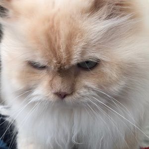 Meet your Posher, Joan